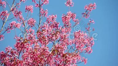 粉色的樱花花，樱花，喜马拉雅樱花在风中摇曳特写..